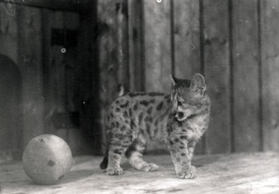 Leopardenjunges mit einem Ball von Frederick William Bond